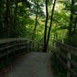 Wooden Bridge in Forest