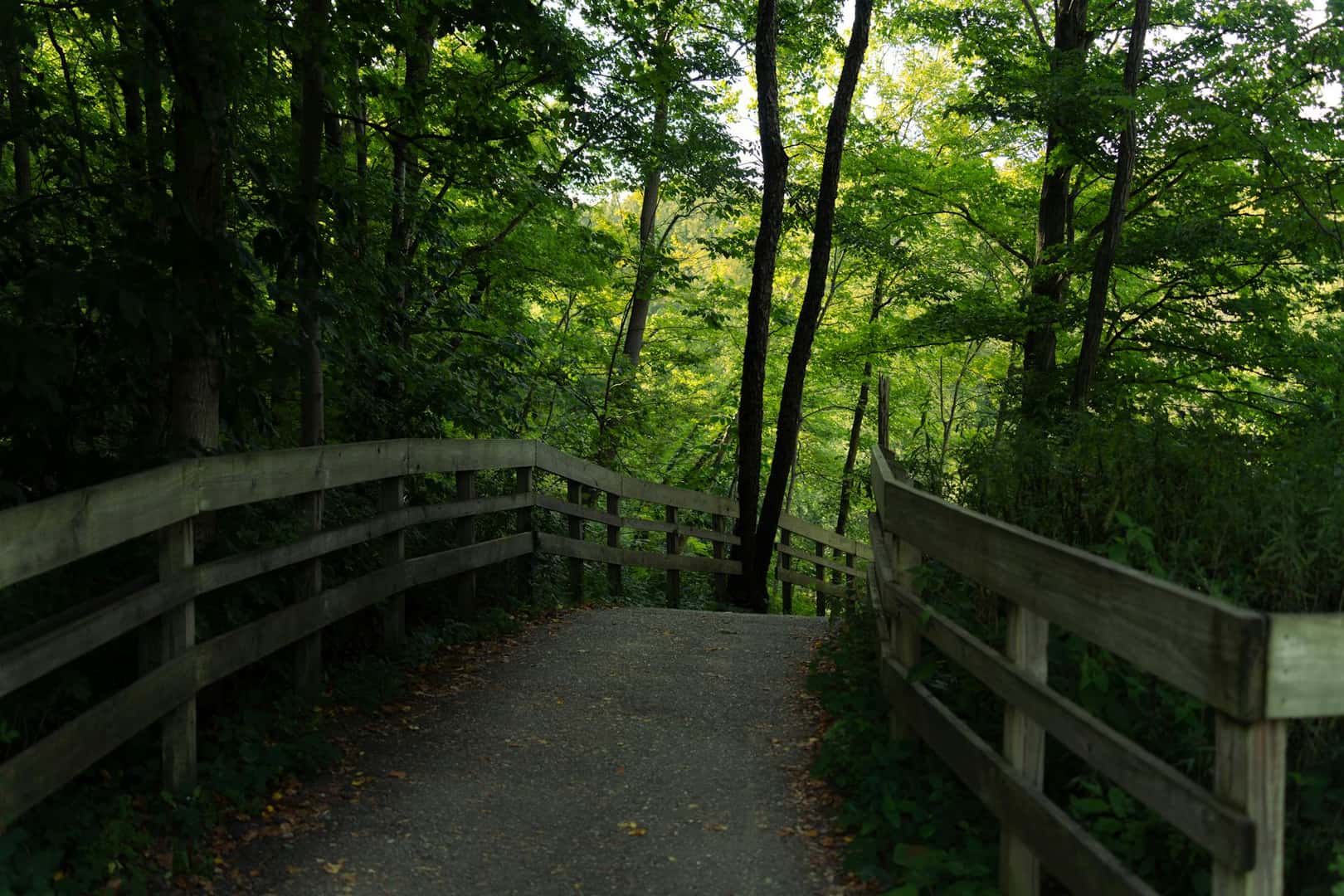 Wooden Bridge in Forest