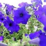 Purple flowers planted at the town square in Marion, IL