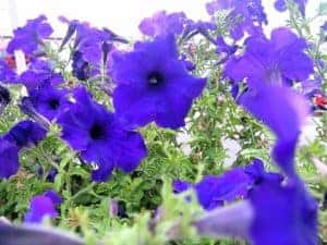 Purple flowers planted at the town square in Marion, IL