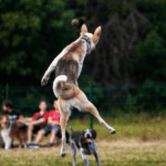 A dog jumping into the air at a Marion, Illinois dog park.