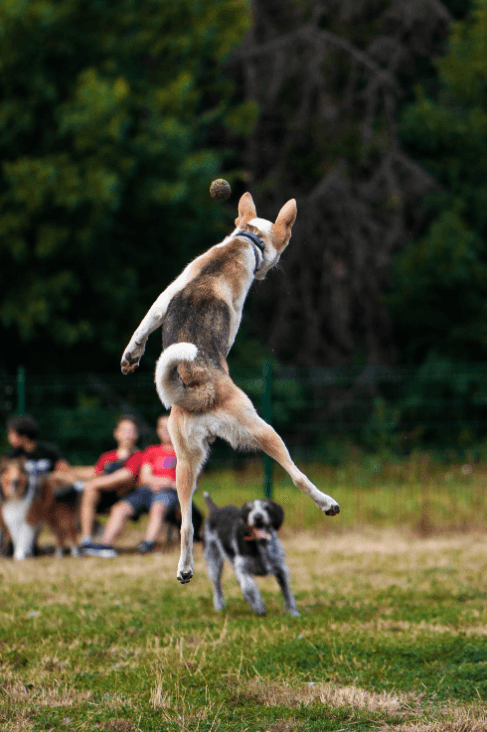 A dog jumping into the air at a Marion, Illinois dog park.