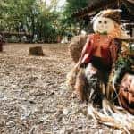 fall festival